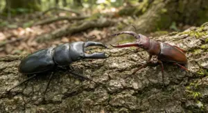 オオクワガタとノコギリクワガタの違い5選｜寿命・性格・生息域を徹底比較【2025年版】